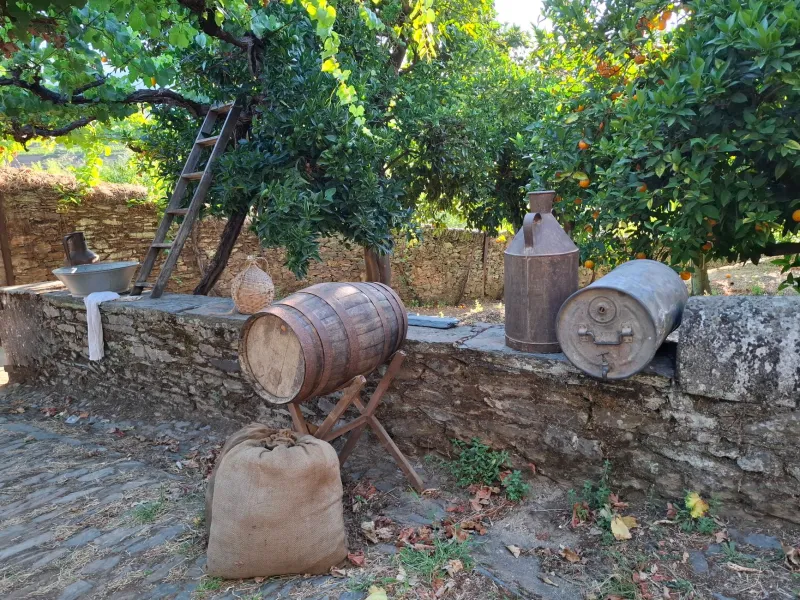 El néctar de Andalucía: viaje al corazón de la elaboración del Pedro Ximénez