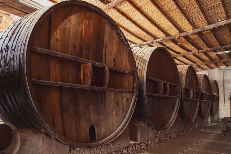 Vida invisible, vino irrepetible: el universo microbiano que forja la personalidad de Montilla-Moriles
