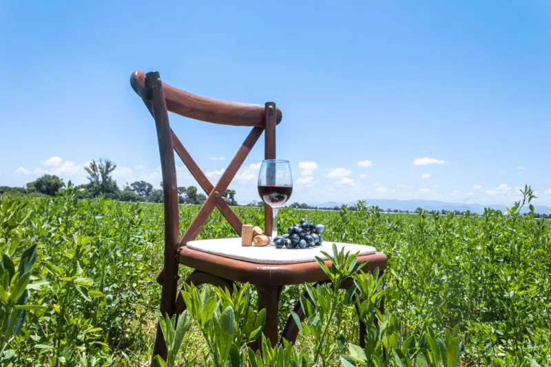 Más allá del dulce: la verdad sobre los vinos secos de Montilla-Moriles