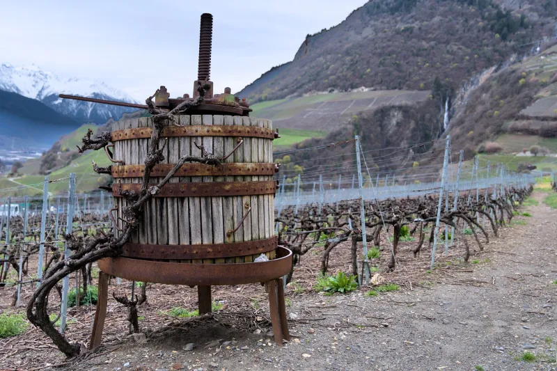 Otoño en la campiña: peregrinaje del mosto por los pueblos vitivinícolas del sur de Córdoba