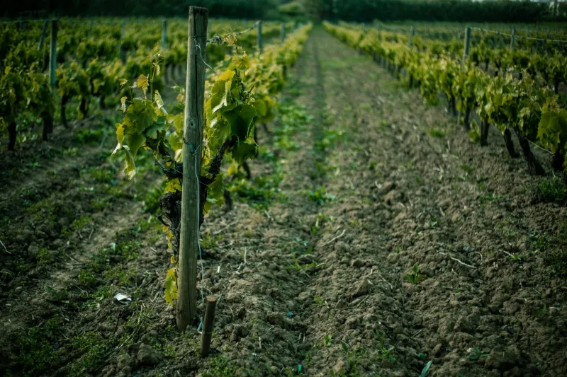 Bajo los pies de las viñas: cómo los suelos de Montilla-Moriles escriben el carácter de cada vino